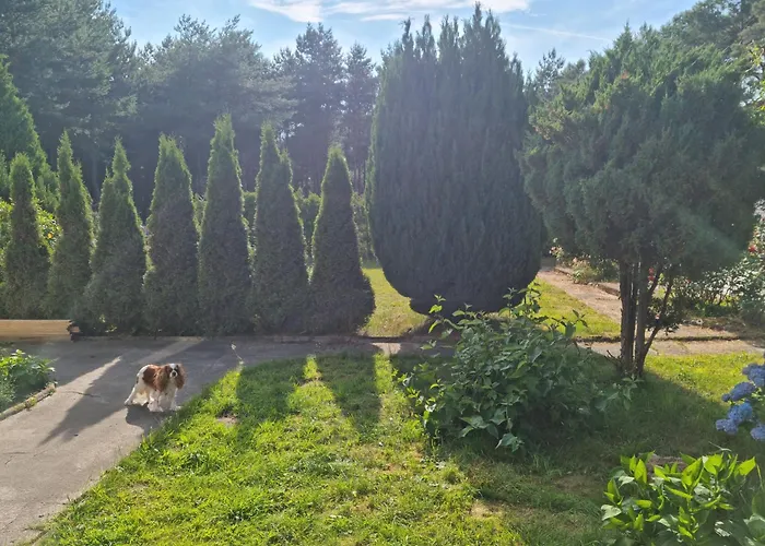 Goscinne Maciej * Rozewie